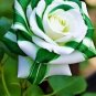 Green Twist Rose Flowers Bush Fragrant Gardening Planting 25 seeds