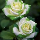Striped Green Rose Flowers Bush Fragrant Gardening Planting 25 seeds