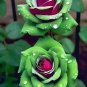Pink &  Green Rose Flowers Bush Fragrant Gardening Planting 25 seeds