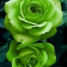 Kelly Green Rose Flowers Bush Fragrant Gardening Planting 25 seeds
