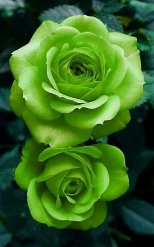 Kelly Green Rose Flowers Bush Fragrant Gardening Planting 25 seeds