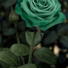 Forest Green Rose Flowers Bush Fragrant Gardening Planting 25 seeds