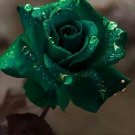 Hunter Green Rose Flowers Bush Fragrant Gardening Planting 25 seeds