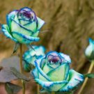 Blue Tip Rose Flowers Bush Fragrant Gardening Planting 25 seeds