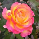 Yellow & Pink Rose Flowers Bush Fragrant Gardening Planting 25 seeds
