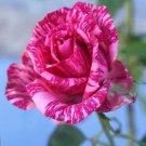 Two Tone Pink Rose Flowers Bush Fragrant Gardening Planting 25 seeds
