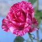 Two Tone Pink Rose Flowers Bush Fragrant Gardening Planting 25 seeds