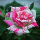 Striped Pink Rose Flowers Bush Fragrant Gardening Planting 25 seeds