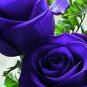 Deep Purple Rose Flowers Bush Fragrant Gardening Planting 25 seeds
