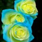 Yellow & Blue Rose Flowers Bush Fragrant Gardening Planting 25 seeds