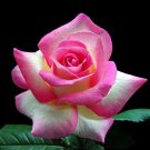 Pink & White Rose Flowers Bush Fragrant Gardening Planting 25 seeds