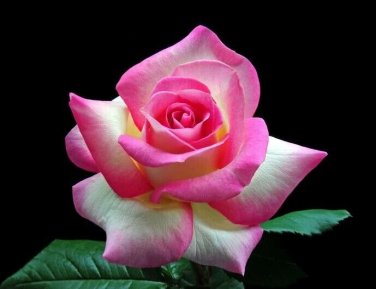 Pink & White Rose Flowers Bush Fragrant Gardening Planting 25 seeds