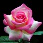 Pink & White Rose Flowers Bush Fragrant Gardening Planting 25 seeds