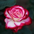 Red & White Rose Flowers Bush Fragrant Gardening Planting 25 seeds