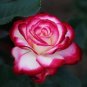 Red & White Rose Flowers Bush Fragrant Gardening Planting 25 seeds