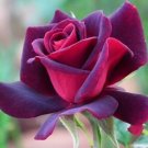 Pink & Purple Rose Flowers Bush Fragrant Gardening Planting 25 seeds