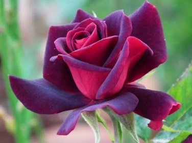 Pink & Purple Rose Flowers Bush Fragrant Gardening Planting 25 seeds