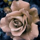 Beige Rose Flowers Bush Fragrant Gardening Planting Tan 25 seeds