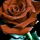 Brown Rose Flowers Bush Fragrant Gardening Planting 25 seeds