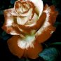 Brown & White Rose Flowers Bush Fragrant Gardening Planting 25 seeds