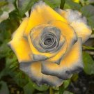 Yellow & Grey Rose Flower Fragrant Gardening Planting 25 seeds