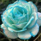Light Blue & White Rose Flower Fragrant Gardening Planting 25 seeds