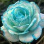 Light Blue & White Rose Flower Fragrant Gardening Planting 25 seeds