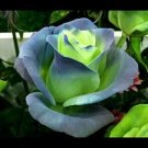 Blue & Green Rose Flower Fragrant Gardening Planting 25 seeds