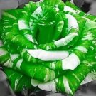 White & Green Rose Flower Fragrant Gardening Planting 25 seeds