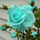 Mint Rose Flower Fragrant Gardening Planting 25 seeds