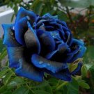 Black & Blue Rose Flower Fragrant Gardening Planting 25 seeds