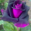 Purple & Pink Rose Flower Fragrant Gardening Planting 25 seeds