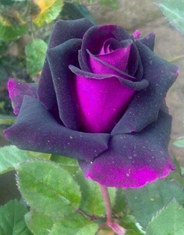 Purple & Pink Rose Flower Fragrant Gardening Planting 25 seeds