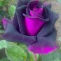 Purple & Pink Rose Flower Fragrant Gardening Planting 25 seeds