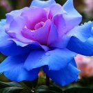 Blue & Pink Rose Flower Fragrant Gardening Planting 25 seeds