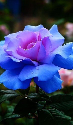 Blue & Pink Rose Flower Fragrant Gardening Planting 25 seeds