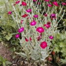 Rose Campion, Sun Perennial! Pink Flower 25 seeds