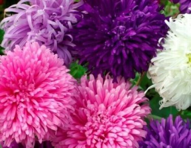 Giant California Aster Flowers Garden Planting 25 seeds