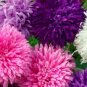 Giant California Aster Flowers Garden Planting 25 seeds