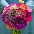 Zinnia Meteor Shower Mixed Colors 5"" Flowers 25 seeds