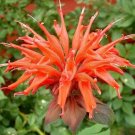 Orange Bee Balm seeds 25 seeds