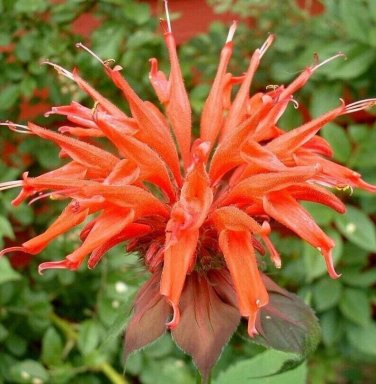 Orange Bee Balm seeds 25 seeds