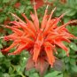 Orange Bee Balm seeds 25 seeds