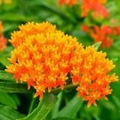 Milkweed Orange Perennial Tuberosa Monarch Butterfly Host Plant 25 seeds