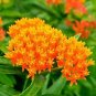 Milkweed Orange Perennial Tuberosa Monarch Butterfly Host Plant 25 seeds