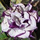 Angel Trumpet, Double Purple Flower 25 seeds