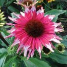 Pink White Coneflower seeds 25 seeds