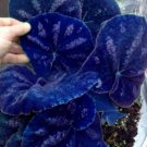 Navy Blue Coleus Flowers Easy To Grow Garden 25+ seeds