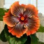 Orange Brown Hibiscus Flowers Easy To Grow Floral Garden 25+ seeds