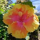 Yellow Pink Hibiscus Flowers Easy To Grow Floral Garden 25+ seeds